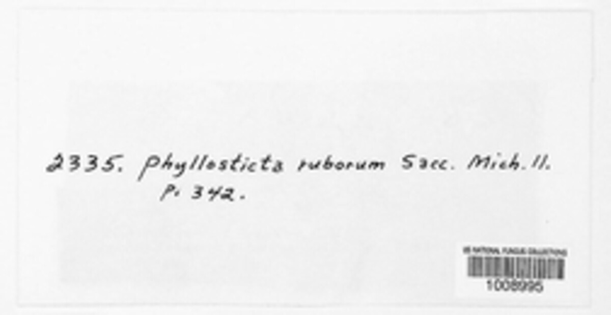 Phyllosticta ruborum image